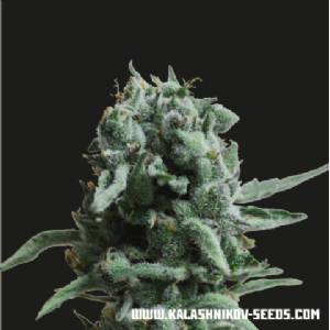 Kalashnikov Seeds - White Widow 47