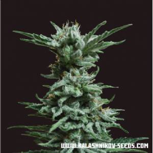 Kalashnikov Seeds - Ak Skunk