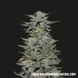 Kalashnikov Seeds - Boy Scout Cookies