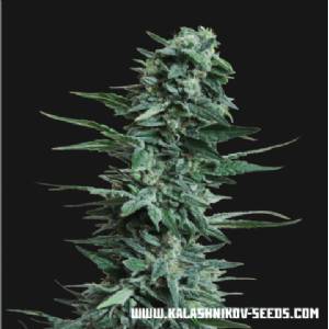Kalashnikov Seeds - Kuban Killer