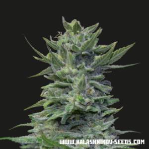 Kalashnikov Seeds - Lavanda Cream