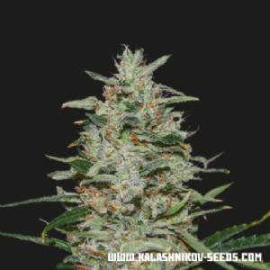 Kalashnikov Seeds - White Russian OG