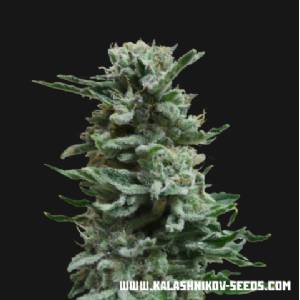 Kalashnikov Seeds - Ak Skunk Auto