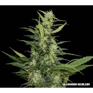 Kalashnikov Seeds - Amur Giant Auto