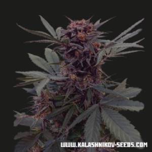 Kalashnikov Seeds - Babushka Black Auto