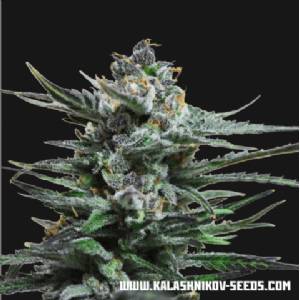 Kalashnikov Seeds - Blue Acid Auto