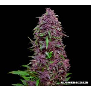 Kalashnikov Seeds - Purple Mazar Auto