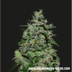 Kalashnikov Seeds - Ak Kush Express