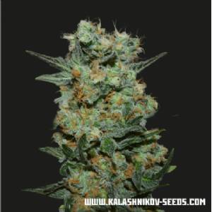 Kalashnikov Seeds - Baikal Express