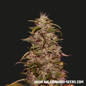 Kalashnikov Seeds - Big Altai Sativa Express