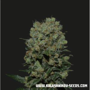 Kalashnikov Seeds - Kabul Express