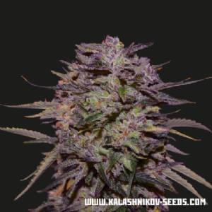 Kalashnikov Seeds - Purple Russian Express