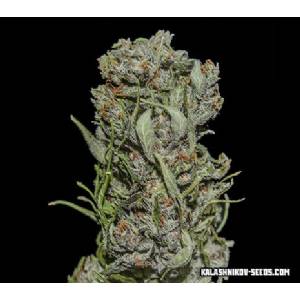 Kalashnikov Seeds - White Critical Express