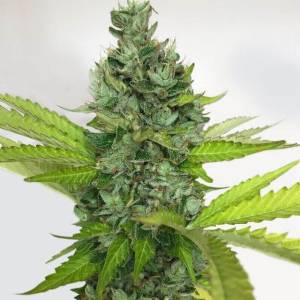 TH Seeds - Citron Givré - Birthday Cake