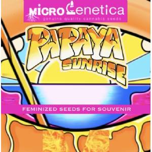 Microgenetica - Papaya Sunrise