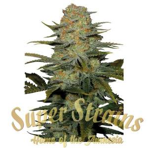 Super Strains - Amajikoym