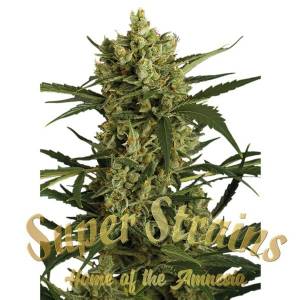 Super Strains - Crackers