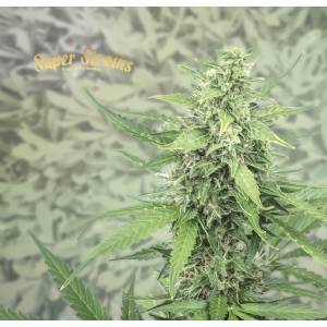 Super Strains - Hermana de la noche