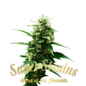 Super Strains - Mexican Candy