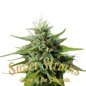 Super Strains - Cookies Krush