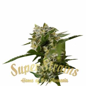 Super Strains - Ibiza Farmers