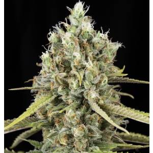 Eva Seeds - Lemon King