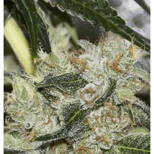 Eva Seeds - Gorilla Candy