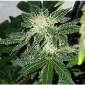 Mr. Nice - Black Widow Regolare