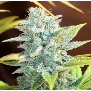 Mr. Nice - Master Kush X Skunk Regolare