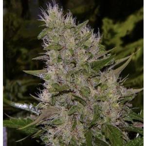 Mr. Nice - Critical Mass Regolare