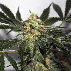 Mr. Nice - Early Queen Regolare