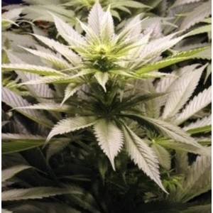 Mr. Nice - Spice Regolare