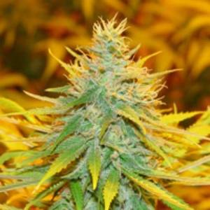 Mr. Nice - Critical Haze Regolare