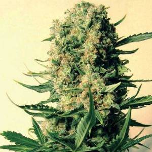 Mr. Nice - Critical Skunk Regolare