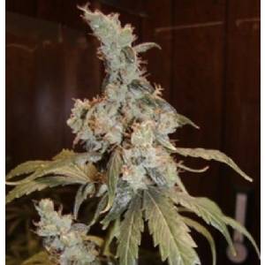 Mr. Nice - G13 x Skunk Regolare