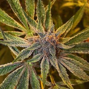 The Cali Connection - Purple Chem