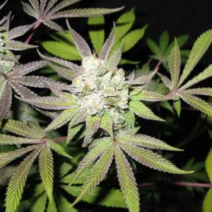 The Cali Connection - Tiramisù