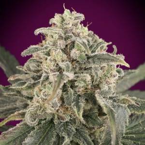 Advanced Seeds - Amnesia XXL Auto