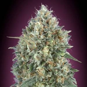 Advanced Seeds - Gelato #33 Auto