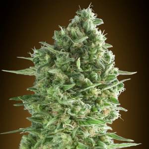 00 Seeds - Do-Si-Dos Cookies