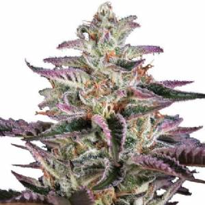 Green House - Banana Krumble