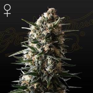 Green House - Bubba Slush