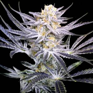 DNA Genetics - Strawberry Fields