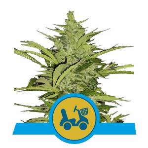 Royal Queen Seeds - Fast Eddy CBD Auto