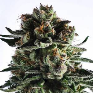 Ripper Seeds - Chempie