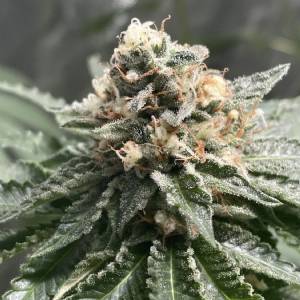 Ripper Seeds - Lemon Ice 2.0