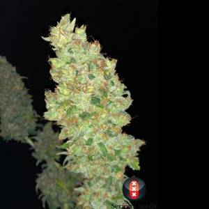 Serious Seeds - Strawberry AKeil - 6 fem