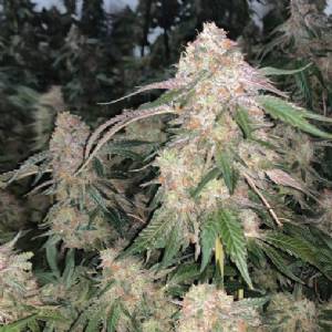 BMS - Sherlato Limited - 3 fem