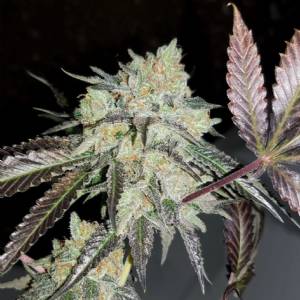 BMS - Sorbetto #4 Limited