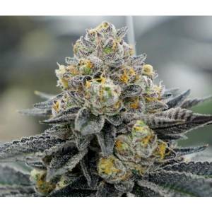 BMS - Platinium Cookies Limited